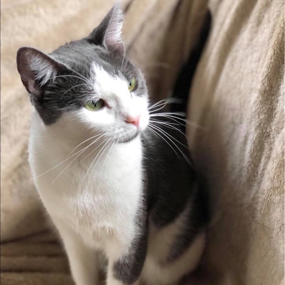 Meet your Posher, Sabrina - Picture 3 of 7